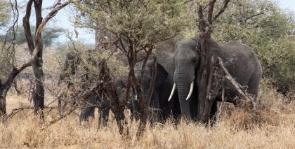 Tarangire NP - Elephant