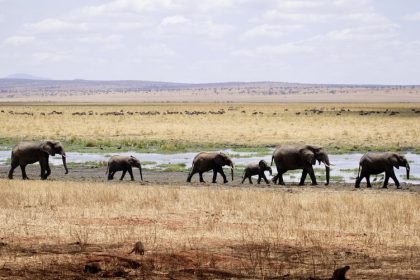 Tarangire NP - Elephants