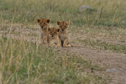 lion cubs 2