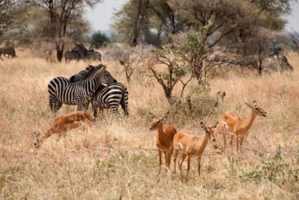 Tarangire, Tanzania - 02 08, 2013 : Zebras & Gazelles looking around to protect against lions in Tarangire National Park
