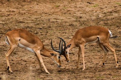 Impalas fighting each other in Tarangire National Park, Tanzania